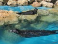 Marineland 057 * 640 x 480 * (84KB)